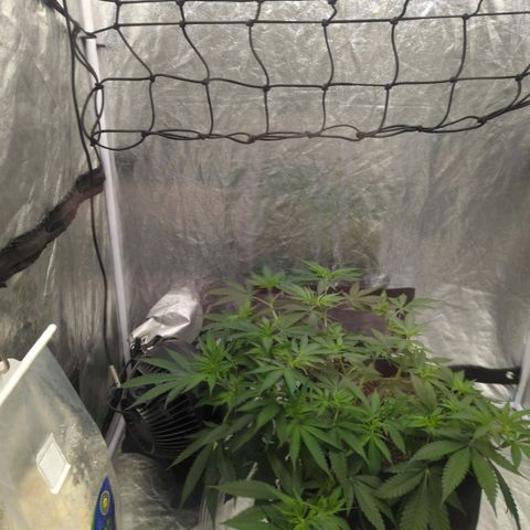 Critical Widow growlog photo: Outside viewing window 1:11am