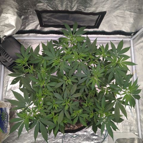 Critical Widow growlog timeline photo