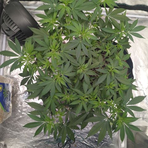 Critical Widow growlog timeline photo