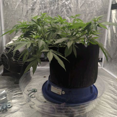 Critical Widow growlog timeline photo