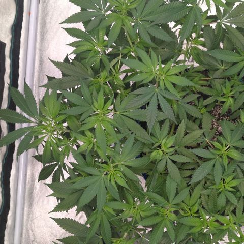 Critical Widow growlog timeline photo