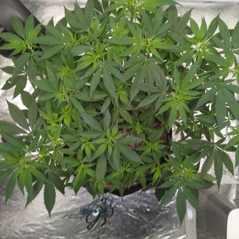 Critical Widow growlog timeline photo