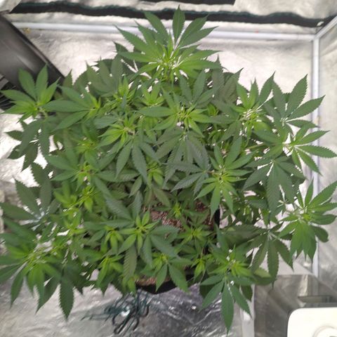 Critical Widow growlog timeline photo