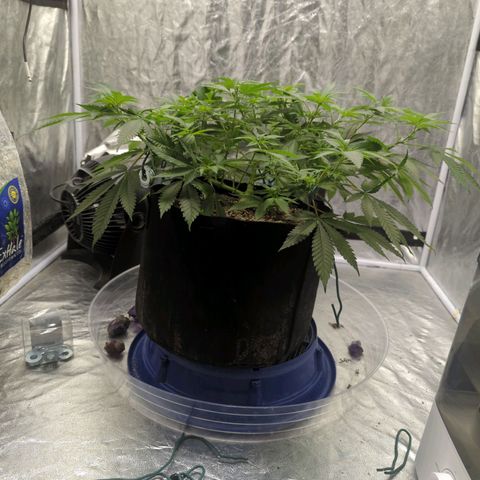 Critical Widow growlog timeline photo