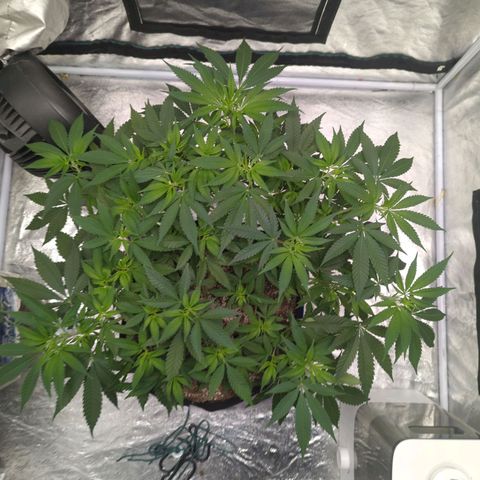 Critical Widow growlog timeline photo