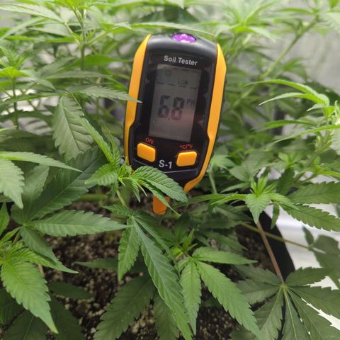 Critical Widow growlog timeline photo