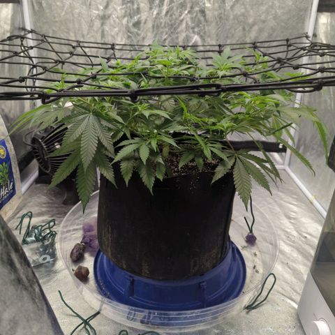 Critical Widow growlog timeline photo