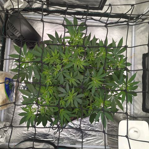 Critical Widow growlog timeline photo