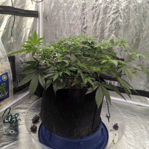 Critical Widow growlog timeline photo