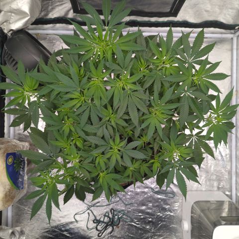 Critical Widow growlog timeline photo