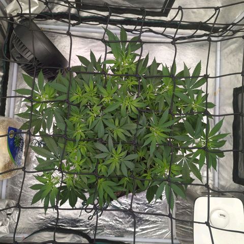 Critical Widow growlog timeline photo