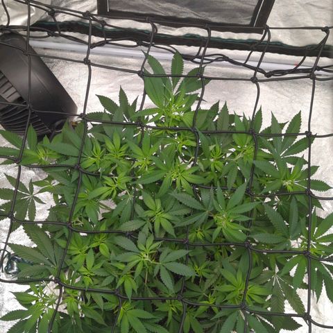 Critical Widow growlog timeline photo