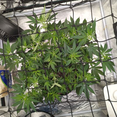 Critical Widow growlog timeline photo