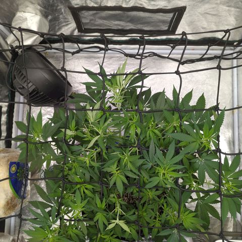 Critical Widow growlog timeline photo