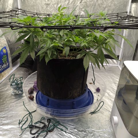 Critical Widow growlog timeline photo