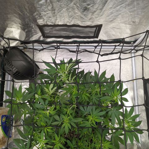Critical Widow growlog photo: Last pic after adjustment 