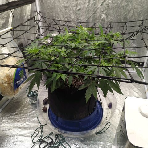 Critical Widow growlog timeline photo