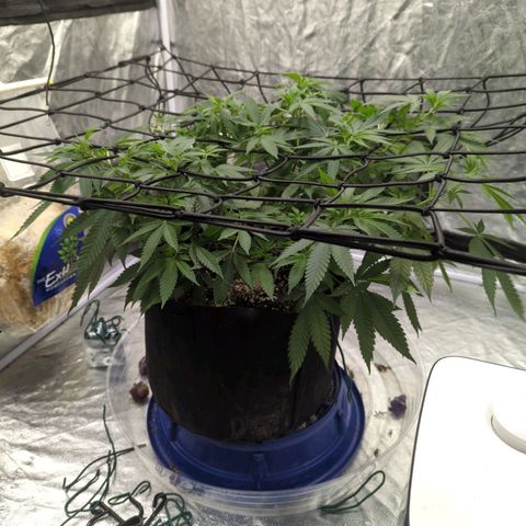 Critical Widow growlog timeline photo