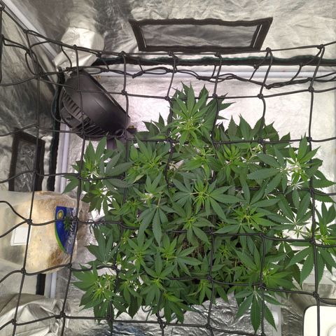 Critical Widow growlog timeline photo