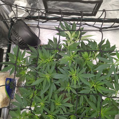 Critical Widow growlog timeline photo