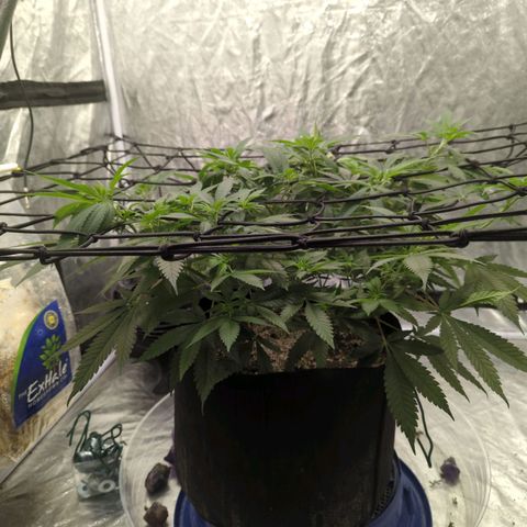 Critical Widow growlog timeline photo