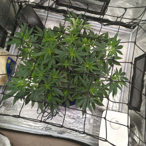 Critical Widow growlog timeline photo
