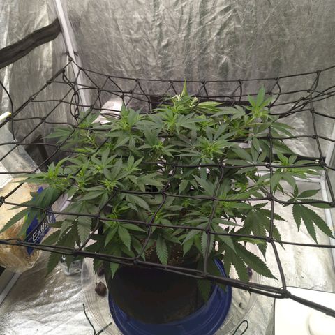 Critical Widow growlog timeline photo