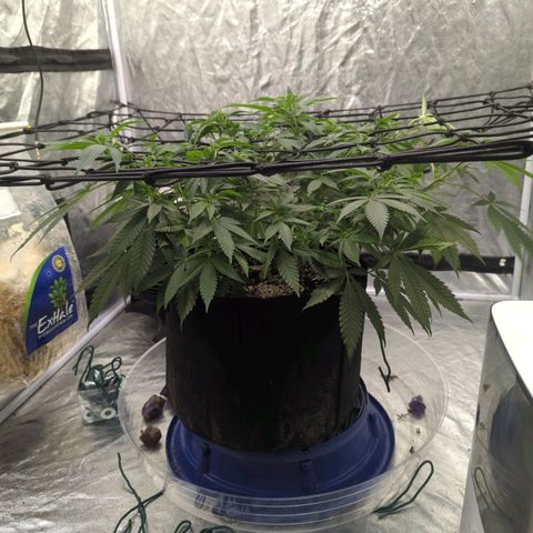 Critical Widow growlog timeline photo