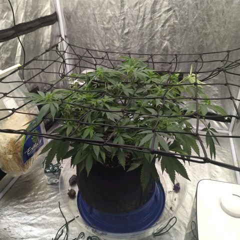 Critical Widow growlog timeline photo