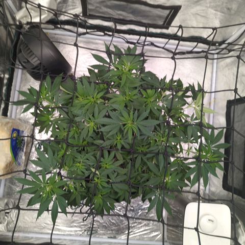 Critical Widow growlog timeline photo