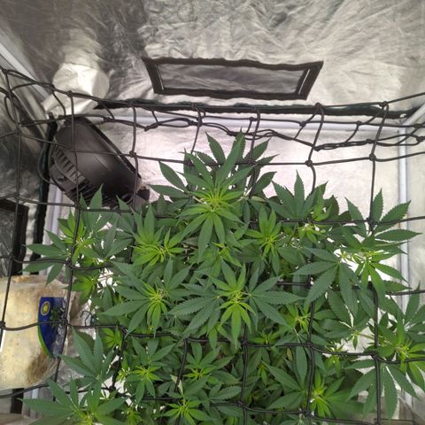 Critical Widow growlog timeline photo
