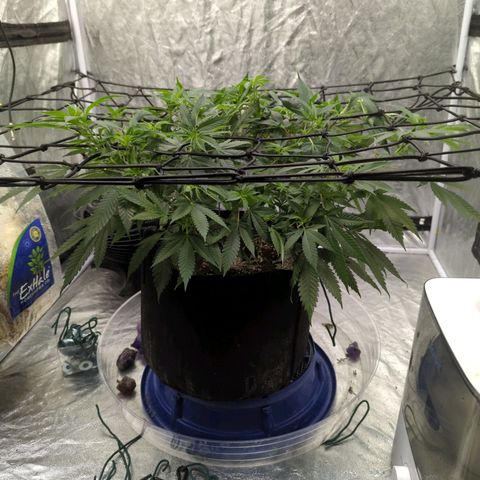 Critical Widow growlog timeline photo