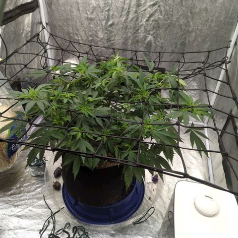Critical Widow growlog timeline photo