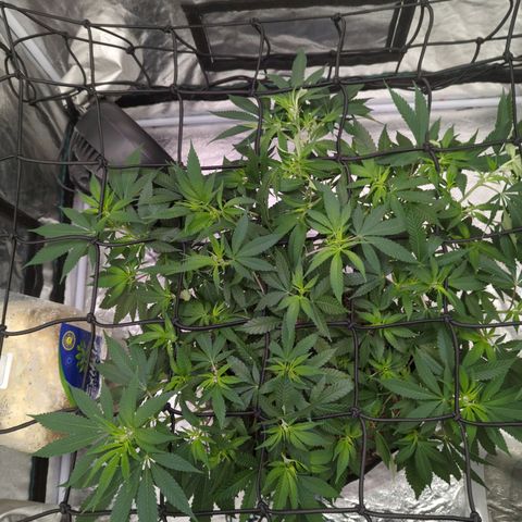 Critical Widow growlog timeline photo