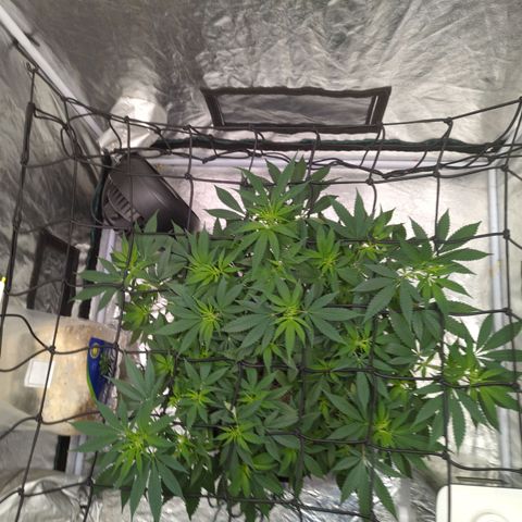 Critical Widow growlog timeline photo