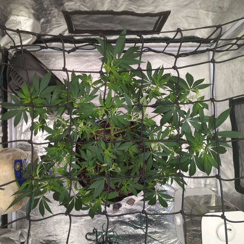 Critical Widow growlog timeline photo