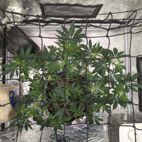 Critical Widow growlog timeline photo