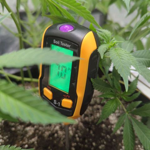 Critical Widow growlog timeline photo