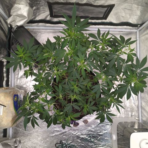 Critical Widow growlog timeline photo