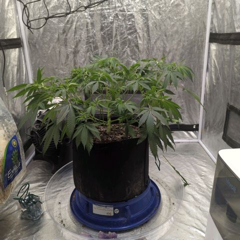 Critical Widow growlog timeline photo