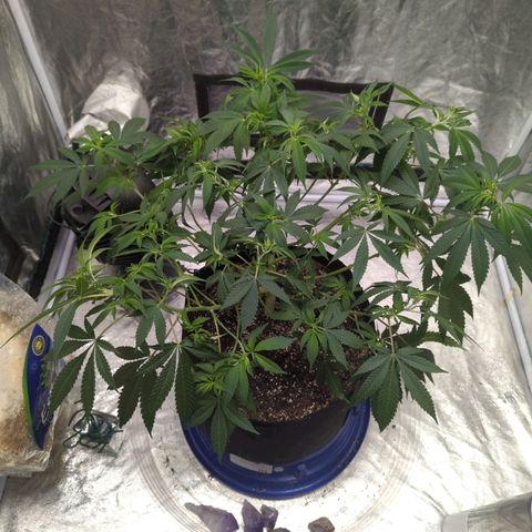 Critical Widow growlog timeline photo