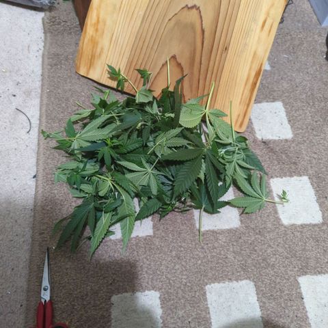 Critical Widow growlog timeline photo