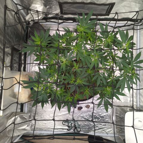 Critical Widow growlog timeline photo