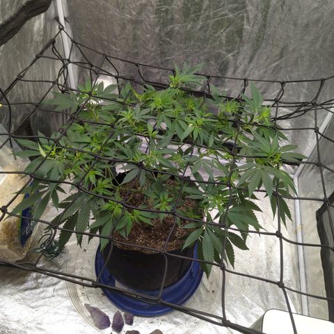 Critical Widow growlog timeline photo