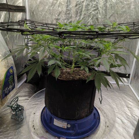 Critical Widow growlog timeline photo