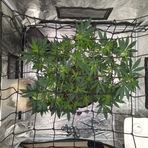 Critical Widow growlog timeline photo
