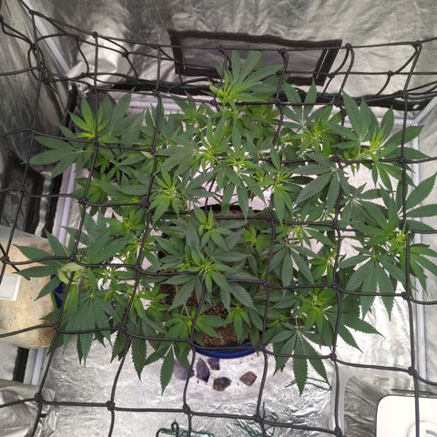 Critical Widow growlog timeline photo