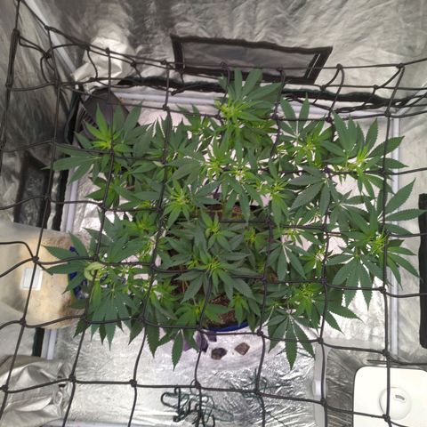 Critical Widow growlog timeline photo