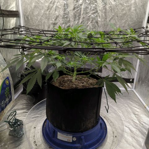 Critical Widow growlog timeline photo