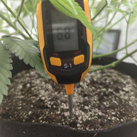 Critical Widow growlog timeline photo